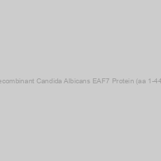 Image of Recombinant Candida Albicans EAF7 Protein (aa 1-445)